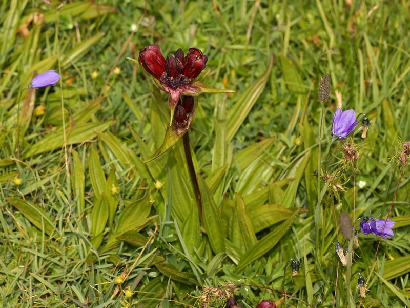 Gentiana purpurea